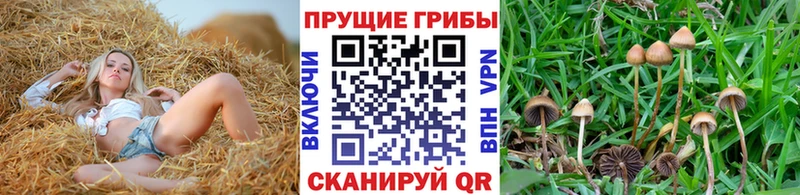 Псилоцибиновые грибы MAGIC MUSHROOMS  наркошоп  blacksprut ТОР  Брянск 