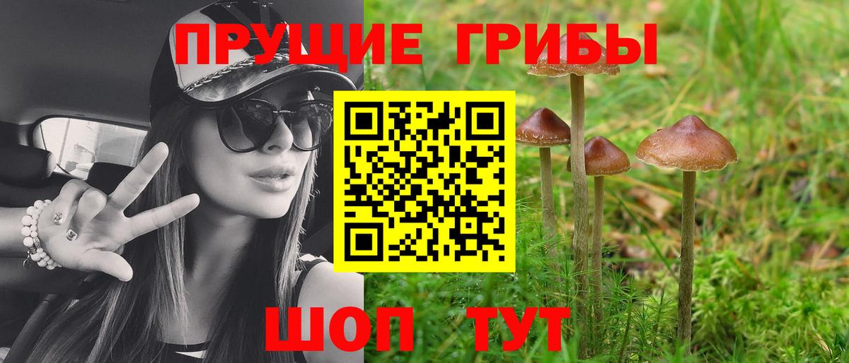 Псилоцибиновые грибы Psilocybine cubensis  Вход с VPN  Брянск 